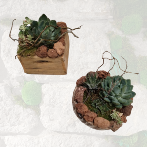 Taller composición de plantas crasas Idoia Lizeaga en Errenteria, creación de mini jardín en contenedor de madera con plantas naturales